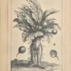 Figures de la Mandragore, plante démoniaque