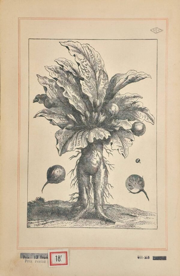 Figures de la Mandragore, plante démoniaque