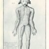 L'Acupuncture Chinoise (Thérapeutique Energétique)