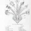 La langue sacrée. Le Temple et la Fleur, les signes construits et fleuris. Origines de l'art. Des pyramides au Parthenon...